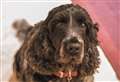 Dog attack prompts support for XL bully ban