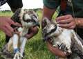 Osprey project marks 20 years