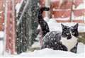 Toxic grit and other winter hazards vets say make animals very ill 