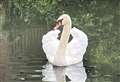 Appeal to find woman who allows dogs to worry swans