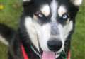 Beautiful boy needs a loving home