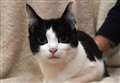 Grantham ROCK appeal: Does your home have room for a new pair of furry friends? 