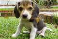 Animal lovers lose millions to pet fraud 