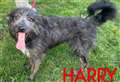 Harry needs a home