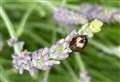 Is this 'rapid feeding' plant pest in your garden?