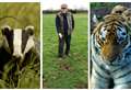 Cricket club uses tiger poo to deter badgers