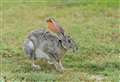 Hare coursing dispersal order across the county