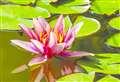 OUT IN THE GARDEN: Time to tidy the pond