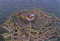 Osprey lays her first egg of the season