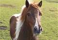 Spare a thought for pets and livestock when letting off fireworks 