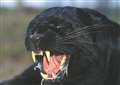 Cyclists report sighting of the Rutland panther