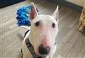 Could you offer wonderful Winnie a home?