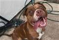 Dog owner finds it ‘ludicrous’ government could ban breed