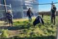 Wiggles the loose emu has been captured