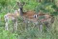 Deer rutting season is a sight to behold