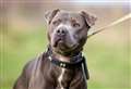Pet owner ordered to pay more than £8,000 after his dog kills another belonging to 81-year-old