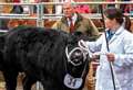 Livestock take over town centre for historic show