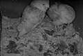 Mystery of the missing owl