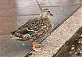 Social media goes quackers over lone duck 