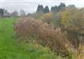 Overgrown banks of Grantham Canal prompt fears for children’s lives