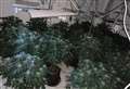 Arrest after discovery of 150 cannabis plants