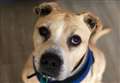 Loveable George will be cherished during his final weeks at centre 