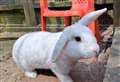 Volunteers are on a rescue mission – and want to raise awareness of the widespread neglect of rabbits