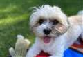 Police renew appeal after dog dies in collision with car 