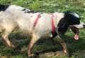 'Dirty dog season is on its way'