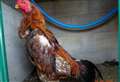 ‘Cockfighting is illegal and barbaric and has no place in our society’