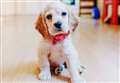 Damaging 'click and collect' puppy buying at risk of becoming the norm 