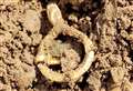 Golden brooch discovered in field
