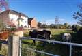 Runaway cow had office workers worried