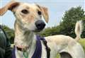 Lovely lurcher Saffron could add some spice to your life
