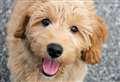 Your pet could star in a calendar
