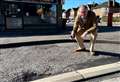 ‘Why does the council fill in some potholes but ignores others yards away?’