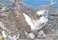 First osprey chicks of summer hatch at Rutland Water