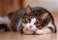 Happy cat harmony at home