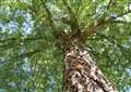 Thousands of tree packs available to Grantham schools and community groups