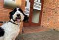 Dogs at polling stations brighten up General Election day