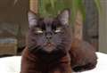 Brave cat Timmy goes from ‘chicken’s neck’ to cover star