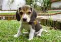 The microchip mistake costing dog owners £500
