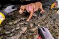 Stranded spaniel rescued from cliff edge by RNLI heroes