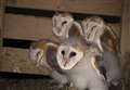 Barn owls boost
