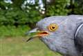 Cuthbert the cuckoo gears up for long migration trip to Africa after farm backs research project