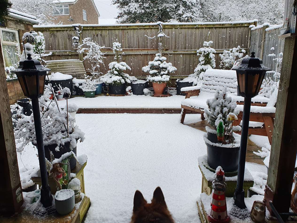 Natalie Orme took this photo in Stamford of her dog Luna (44086907)