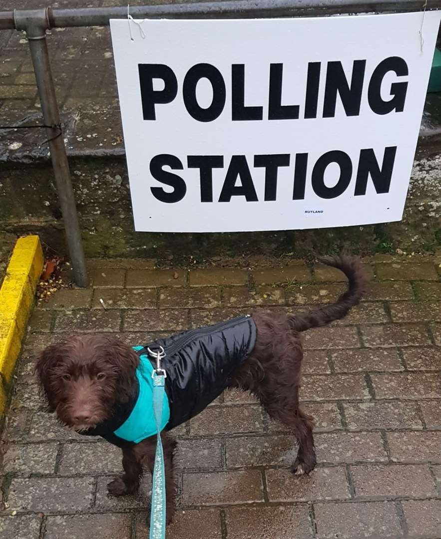 Kim Stuart-Jones sent us this picture of Socks, a six-month-old cockapoo, outside a polling station in Uppingham (24103643)