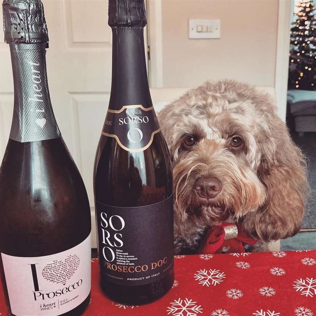 Claire Baker's dog, Maisie, enjoyed some pawsecco! (43814891)