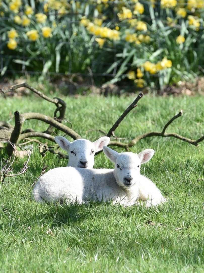 Lambs at Casewick. Photo: David Babbs (33569104)