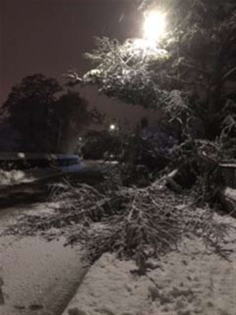 Astrid Orme took this photo of a fallen tree in Uppingham (44086966)